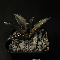 アガベ　チタノタ　鬼爪  901 Ⅴ