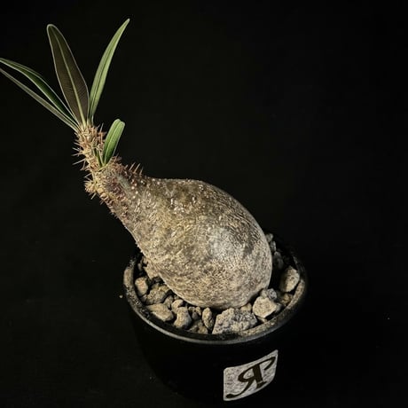 ITEM | HANDS PLANTS