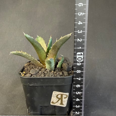 アガベ　チタノタ　鬼爪  901 ⑦