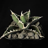アガベ チタノタ 「白犀牛」 10525 ②