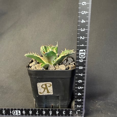 アガベ　チタノタ　白鯨錦　9028 ⅲ