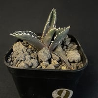 アガベ　チタノタ　狼人 901ⅵ