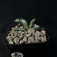 アガベチタノタ「黒犀牛」子株901①