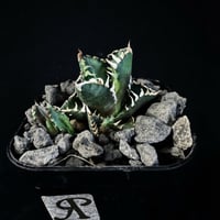 アガベ チタノタ レッドキャットウィーズル9012