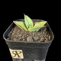アガベ チタノタ 鰐亀（ワニガメ）子株　⑥