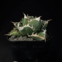 アガベ　南アフリカダイヤモンド  30 ④