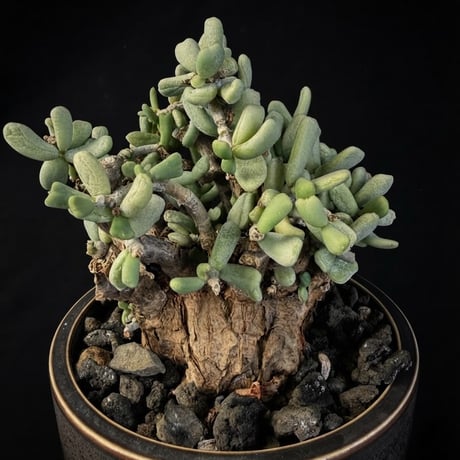 CATEGORY 現地球 | HANDS PLANTS