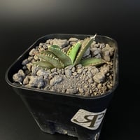 アガベ チタノタ   氷雹（ひょうひょう)子株　③