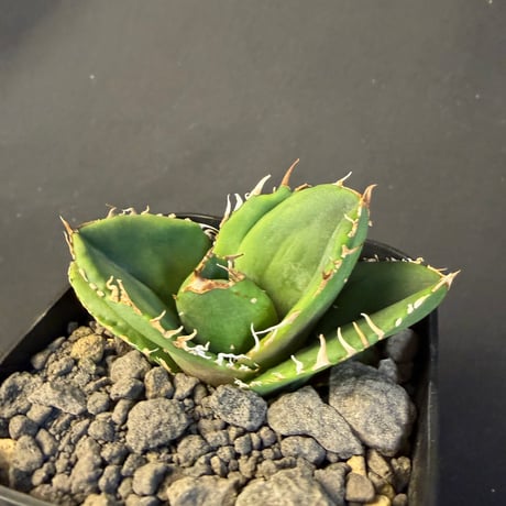 アガベチタノタ　蚩尤（しゆう）子株　④