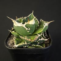 アガベ　南アフリカダイヤモンド  30 ⑥