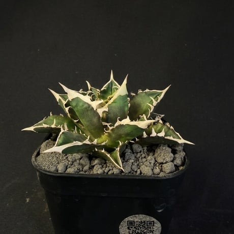 Agave レッドキャットウィーズル錦 超極上選抜コレクション株 Agave