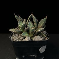 アガベ　チタノタ　鬼爪  多頭  10522