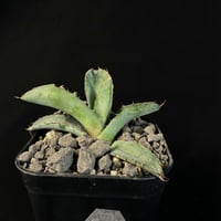アガベチタノタ「黒犀牛」子株901 ②