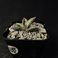 アガベ チタノタ   氷雹（ひょうひょう)子株ⅳ