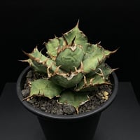 アガベ　チタノタ　シーザー　5号　33⑤