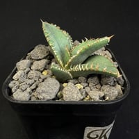 アガベ チタノタ 鰐亀（ワニガメ）子株　③