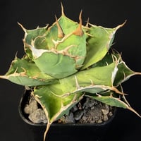 アガベ チタノタ 強鋸歯　良型 / 発根済み 10517  ⅴ