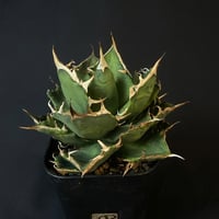 アガベ　チタノタ　鬼爪  10533 ⅲ