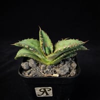 アガベチタノタ　黒豹　9010 ①