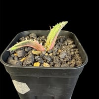 アガベ　チタノタ　白鯨錦　ⅳ