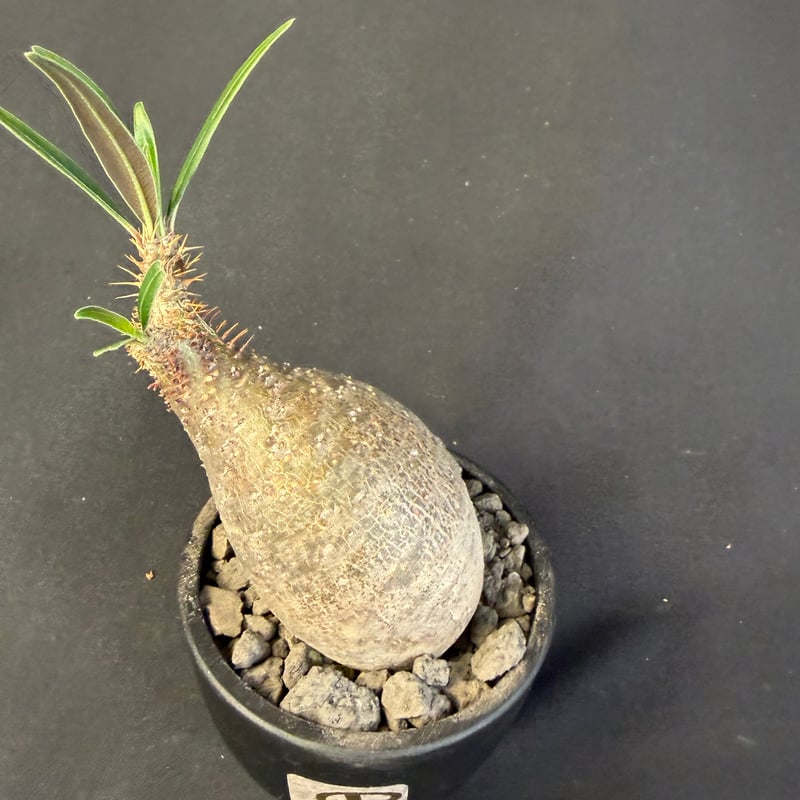 パキポディウムグラキリス 現地株 発根済み T158 | HANDS PLANTS