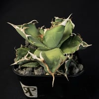 アガベ　チタノタ　クラブ　901