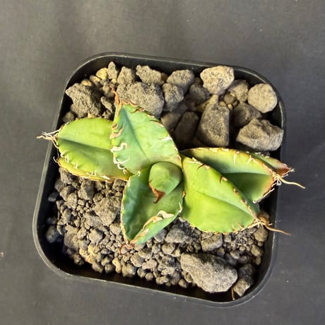 アガベ　チタノタ　魔丸　子株901  ⅲ