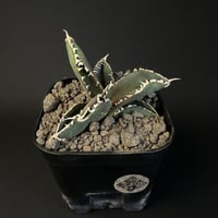 アガベ　チタノタ　狼人 901ⅵ