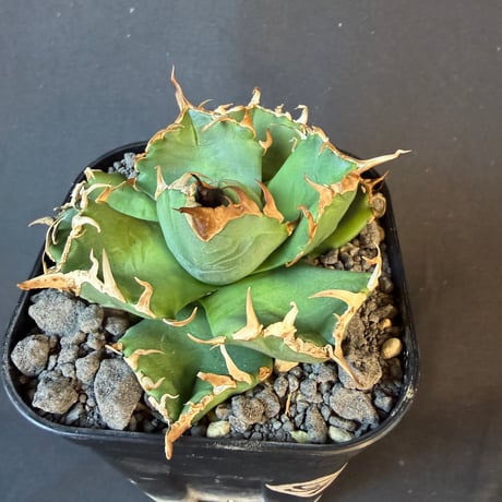 アガベ　チタノタ　魔丸  10525