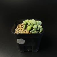 ケラリアピグマエア実生  9015 ①