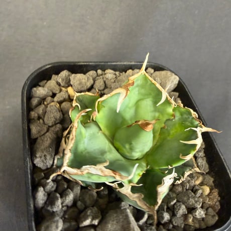 アガベ　チタノタ　クラブ　蟹  901②