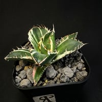 アガベ　チタノタ　白鯨錦　9028 ⅲ