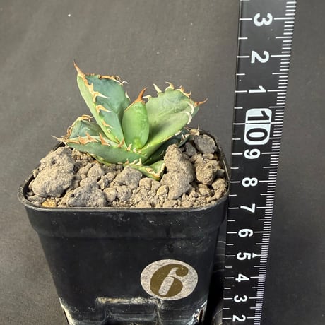 アガベ　チタノタ　クラブ　蟹  901①