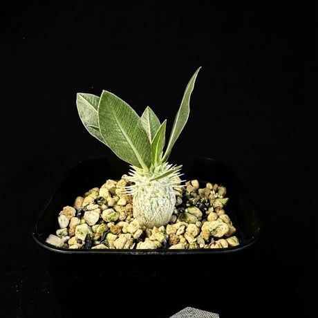 ITEM | HANDS PLANTS