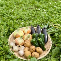自然栽培野菜セット【数量限定】
