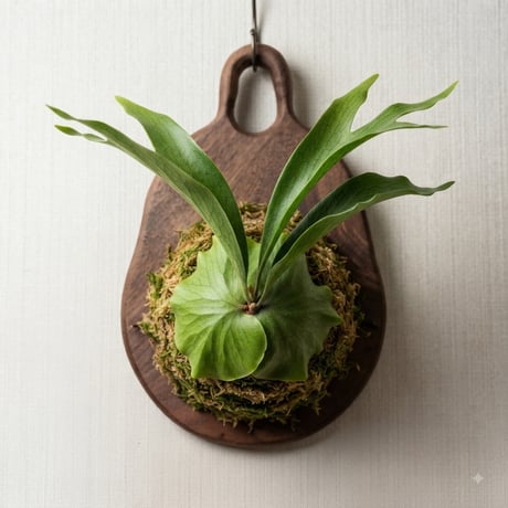 ビカクシダ用の板　ビカクシダ　着生板　着生蘭 着生板 | STORES