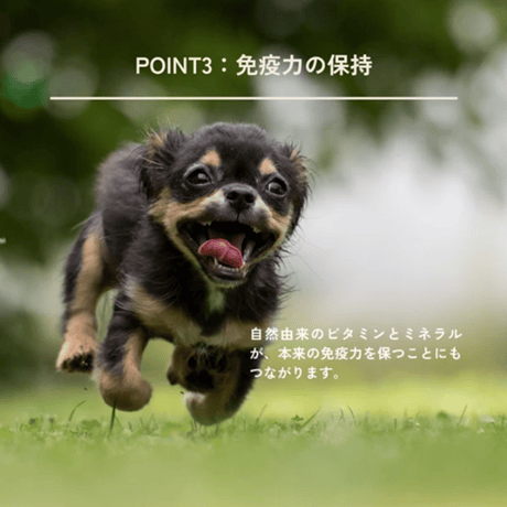 食べるデンタルケア QCHEFS！Dental Charcoal for dogs （デンタルチャコール）
