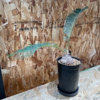 サイカス sp. タイシルバー　「Cycas sp. Thai Silver」  Wo106