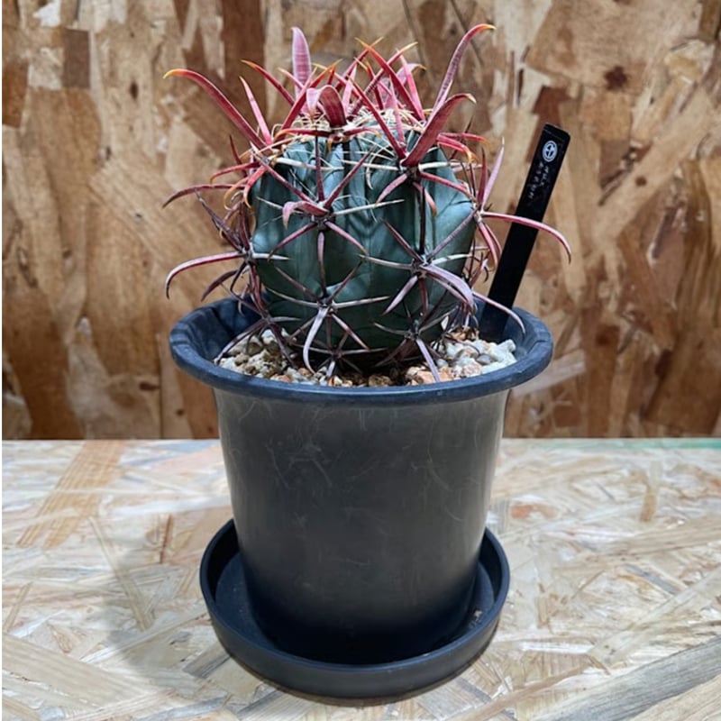 フェロカクタス 神仙玉 南方形 実生 「Ferocactus gracilis subsp.
