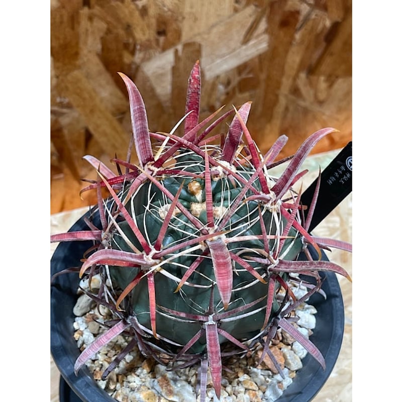 フェロカクタス 神仙玉 南方形 実生 「Ferocactus gracilis subsp.