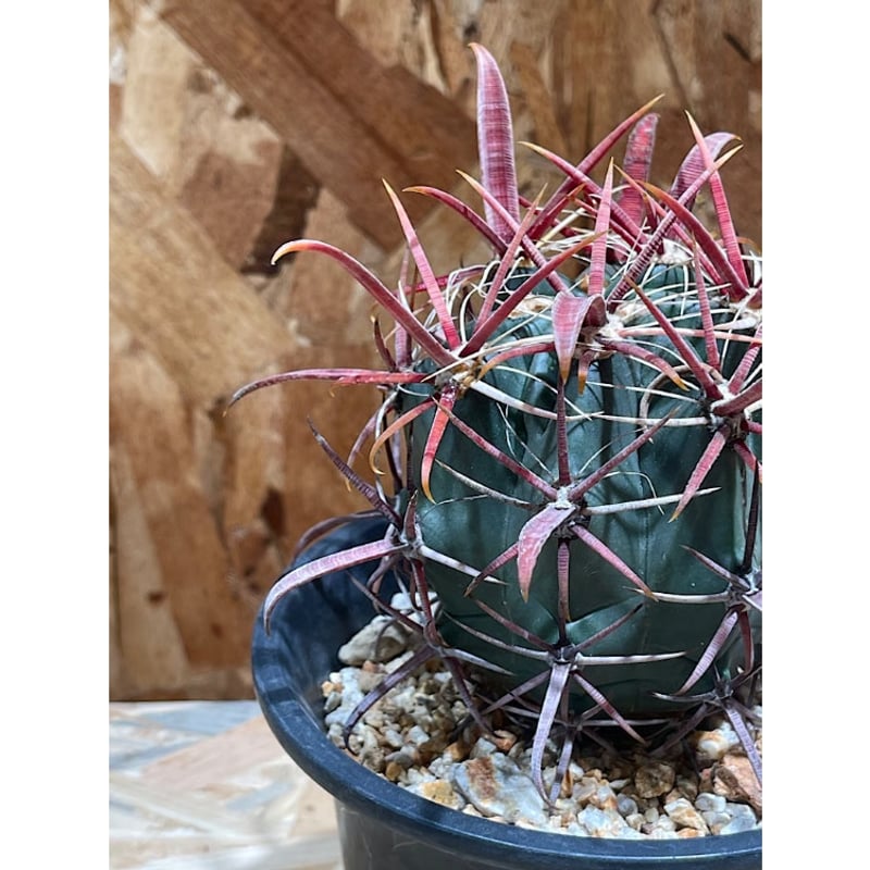 サボテン フェロカクタス 神仙玉(南方系) フェロカクタス 神仙玉 南方形 実生 「Ferocactus gracilis subsp.