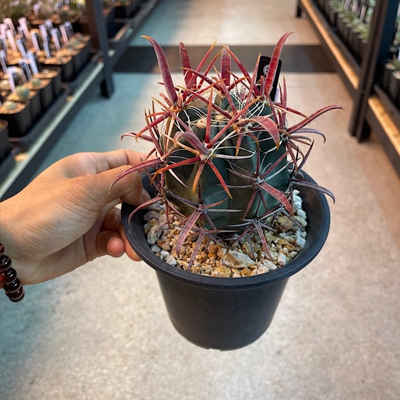 フェロカクタス 神仙玉 南方形 実生 「Ferocactus gracilis subsp.