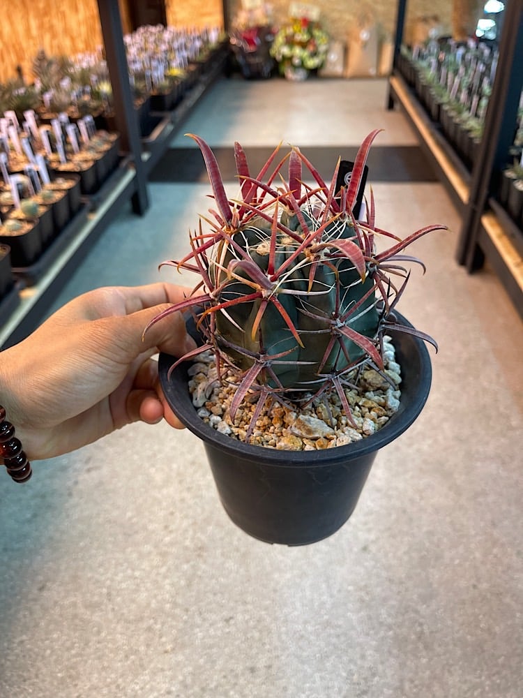 フェロカクタス 神仙玉 南方形 実生 「Ferocactus gracilis subsp.