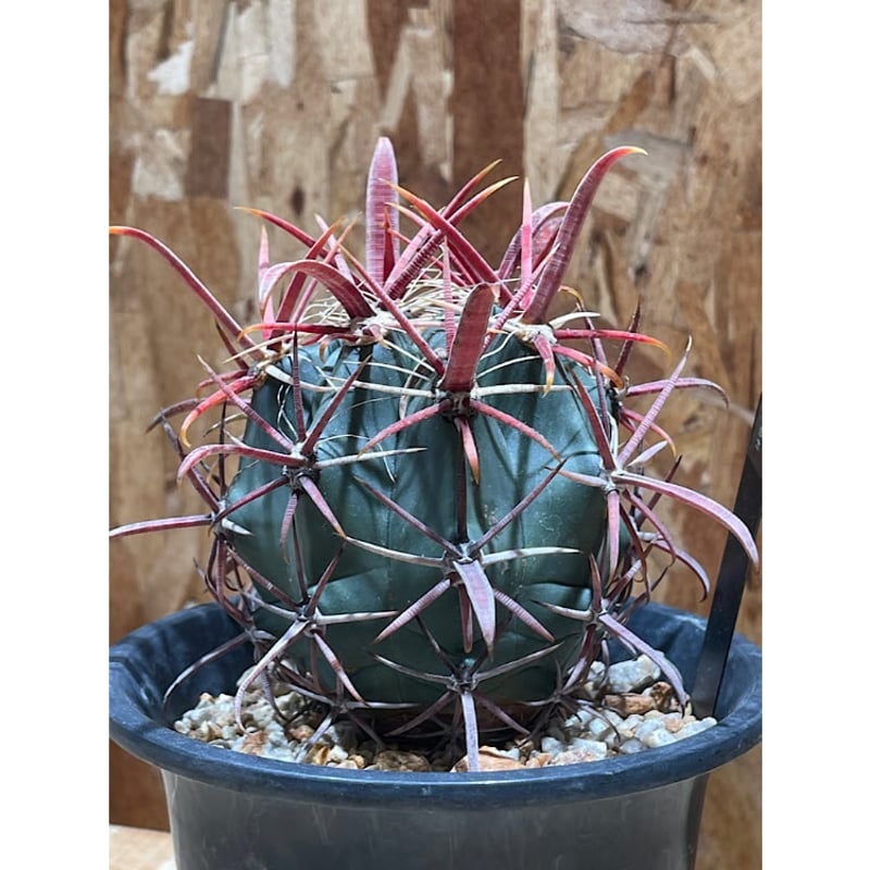 フェロカクタス 神仙玉 南方形 実生 「Ferocactus gracilis subsp.
