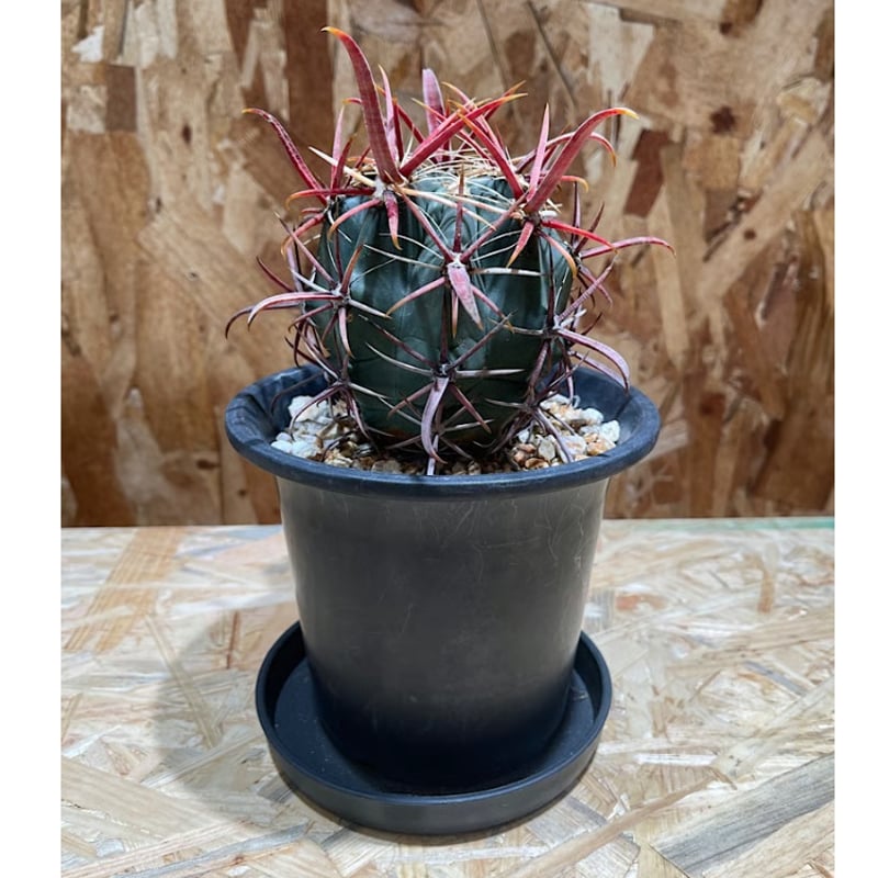 フェロカクタス 神仙玉 南方形 実生 「Ferocactus gracilis subsp.