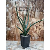 サンセベリア カミナリ 雷 「Sansevieria KAMINARI」　SA393