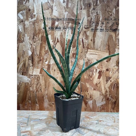 CATEGORY サンセベリア | EM Plants Online Store