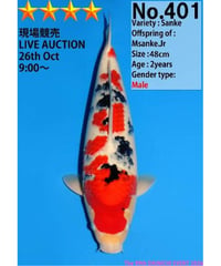 大日養鯉場産 大正三色 2歳 48cm オス