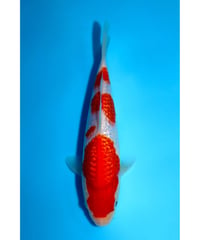 NO.7 坂牧養鯉場 銀鱗紅白 2歳 20cm 雌雄不明