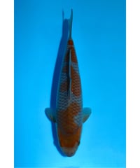 NO.14 坂牧養鯉場 落ち葉 2歳 29cm 雌雄不明